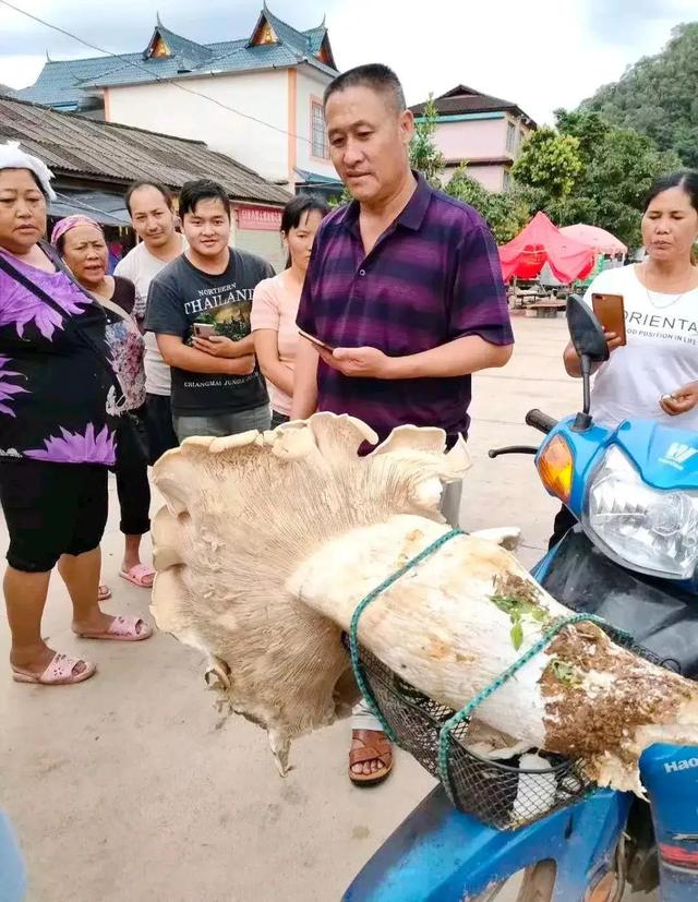 大爷是哪来的自信?一朵蘑菇少于3000元都不卖,评论区彻底沸腾了 大爷是哪来的自信?一朵蘑菇少于3000元都不卖,评论区彻底沸腾了