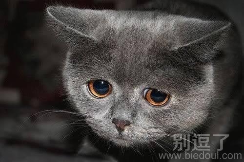 小猫咪你做错什么事啦？