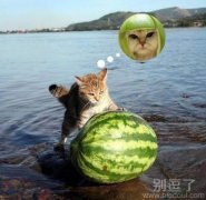 我也想要那种帽子