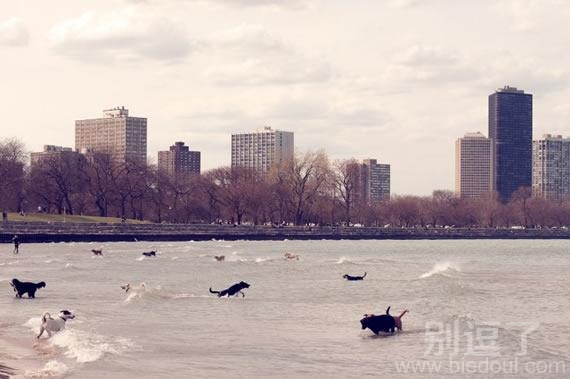 狗狗冲浪，好多狗狗啊