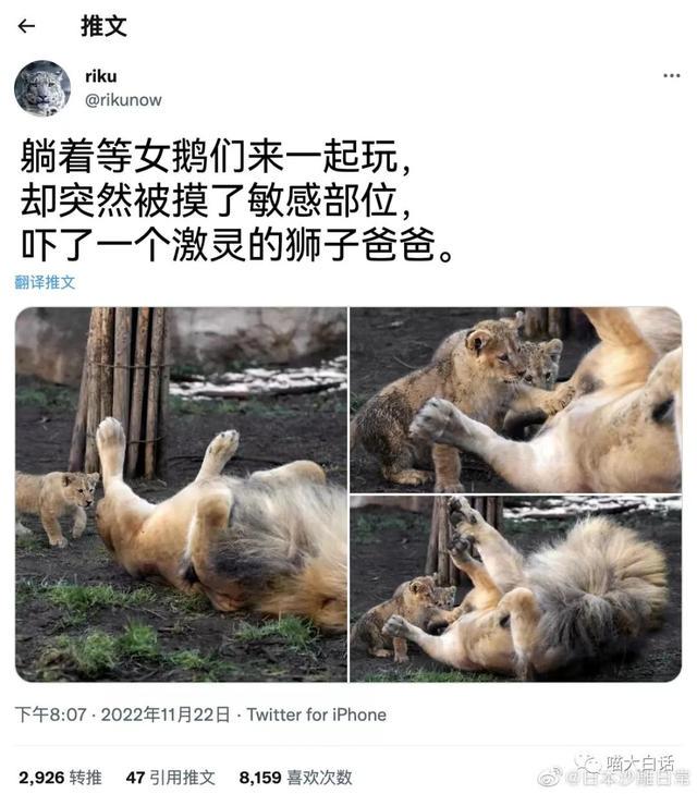 日本踢赢德国后网友的反应,哈哈哈哈被缺德段子笑麻了 日本踢赢德国后网友的反应,哈哈哈哈被缺德段子笑麻了