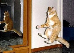 喵星人功夫不浅呀！