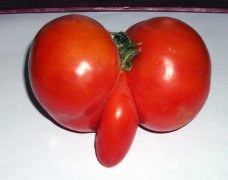 西红柿为什么会这么“红”,有图有真相！
