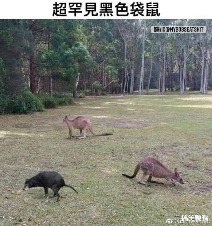 “网恋男朋友:我去和别的女生打游戏了”,哈哈哈果真是诚实 “网恋男朋友:我去和别的女生打游戏了”,哈哈哈果真是诚实