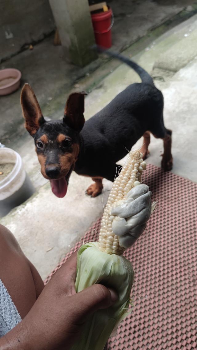 据说只有河南人和山东人才懂啥意思，其他省份的人看不懂，我不懂