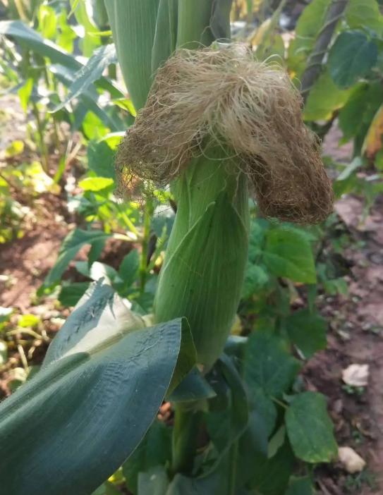 据说只有河南人和山东人才懂啥意思，其他省份的人看不懂，我不懂