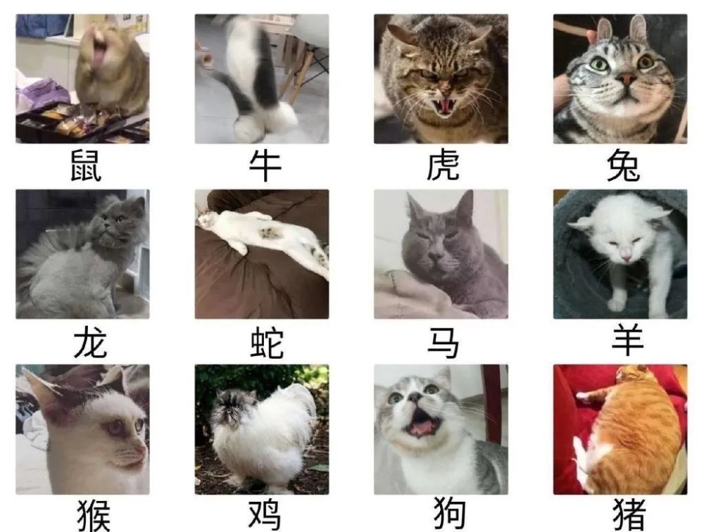 手滑把男朋友的表情包,发给暧昧对象……哈哈哈哈哈哈窒息了! 手滑把男朋友的表情包,发给暧昧对象……哈哈哈哈哈哈窒息了!