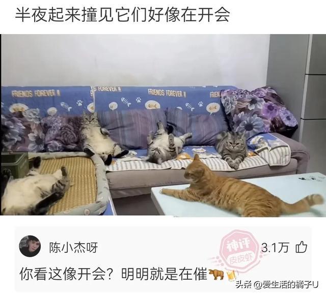 神回复：这小猫，这粗链子，火是它放的吗？