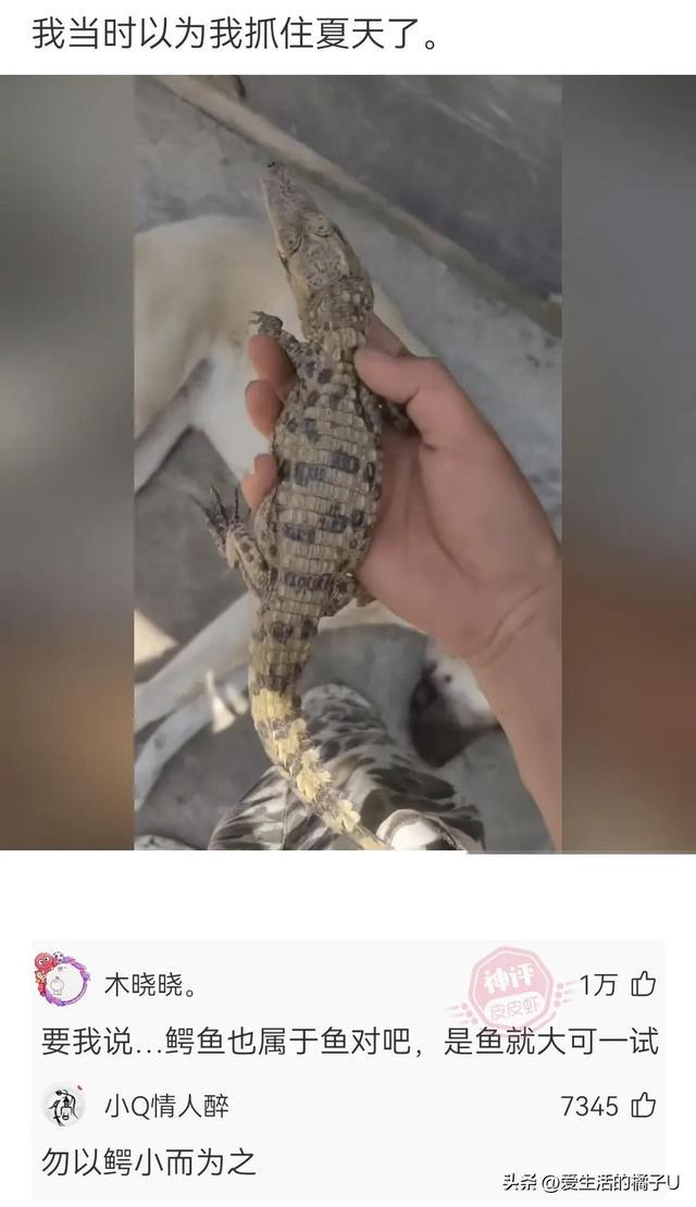 神回复:这小猫,这粗链子,火是它放的吗? 神回复:这小猫,这粗链子,火是它放的吗?
