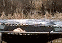 趣图用动态图片形式表达更到位。