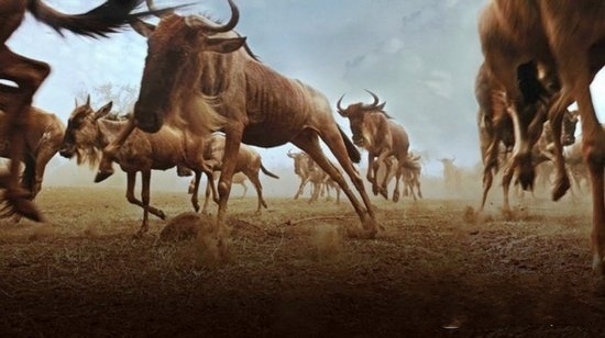动物大迁徙图片,场面壮观又火爆。