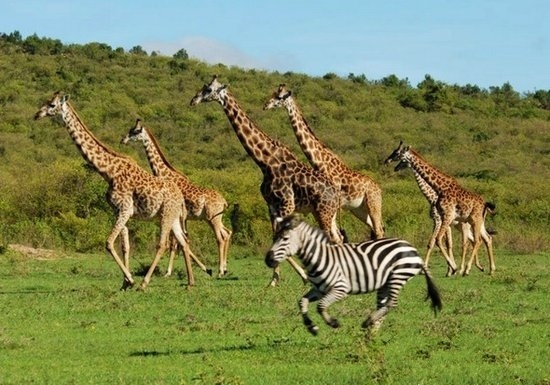 动物大迁徙图片,场面壮观又火爆。