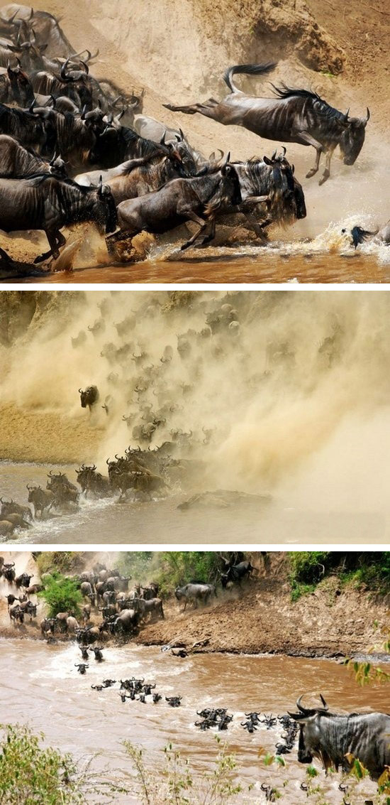 动物大迁徙图片,场面壮观又火爆。