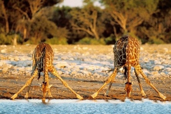 动物大迁徙图片,场面壮观又火爆。