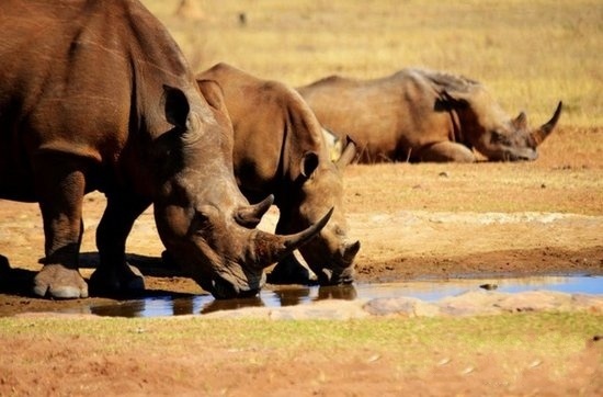动物大迁徙图片,场面壮观又火爆。