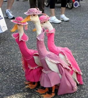 在马路上的三只鸭子。