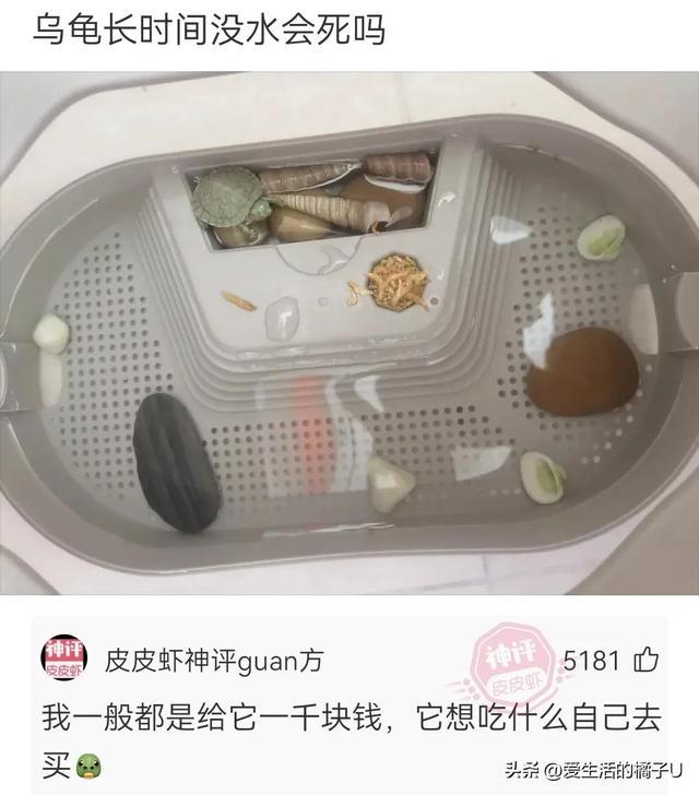 神回复:咋?你总不好意思让我带一把草回去吧 神回复:咋?你总不好意思让我带一把草回去吧