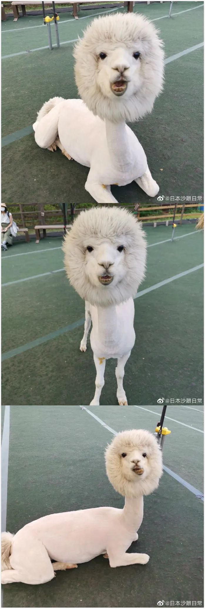 岛国妹纸为了写工口小说,亲自喝春药试疗效。 岛国妹纸为了写工口小说,亲自喝春药试疗效。