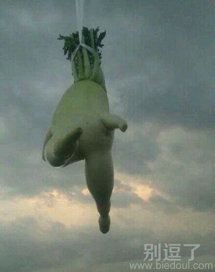 飞起来的白萝卜。 飞起来的白萝卜。