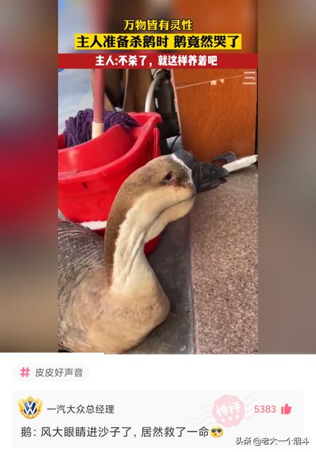 老鼠都得开导航吧?神回复:老鼠开导航都找不到出口 老鼠都得开导航吧?神回复:老鼠开导航都找不到出口