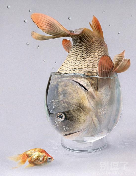 在水缸里的大鱼。 在水缸里的大鱼。