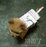 邮寄来的狗狗到了