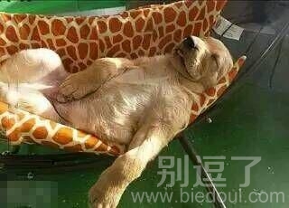 汪睡的好爽啊...