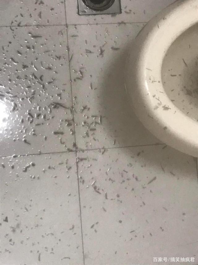 这个暂停键停的地方真是刚刚好!哈哈哈笑抽了…… 这个暂停键停的地方真是刚刚好!哈哈哈笑抽了……