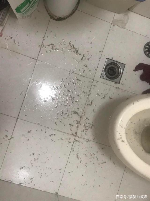 这个暂停键停的地方真是刚刚好!哈哈哈笑抽了…… 这个暂停键停的地方真是刚刚好!哈哈哈笑抽了……