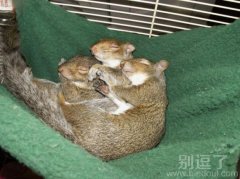 松鼠一家人，睡得真香