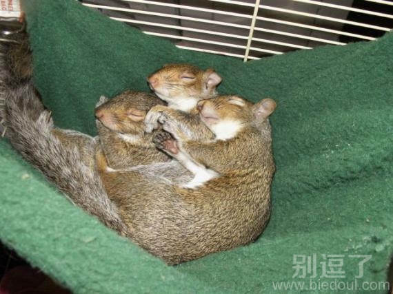 松鼠一家人，睡得真香