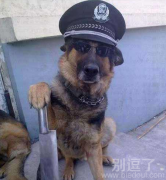 给本狗爷站住，别动