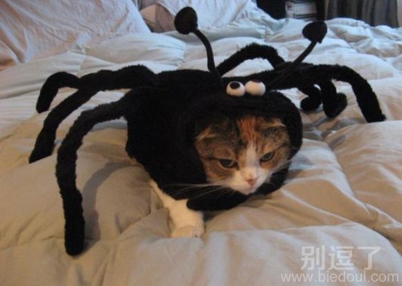 蜘蛛猫，这小眼神。