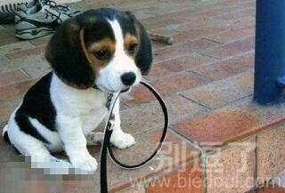 主淫泡妹纸了谁来带我出去玩儿 主淫泡妹纸了谁来带我出去玩儿