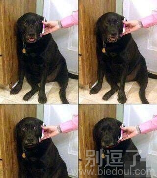 二汪对不起狗粮忘买了