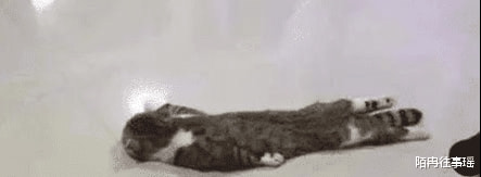 南方猫第一次体验北方地暖样子,没见过世面的样子真可爱! 南方猫第一次体验北方地暖样子,没见过世面的样子真可爱!