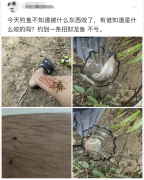 “钓鱼被咬了，不过钓到了一条招财龙鱼，不亏...”哈哈哈哈评论沸腾了