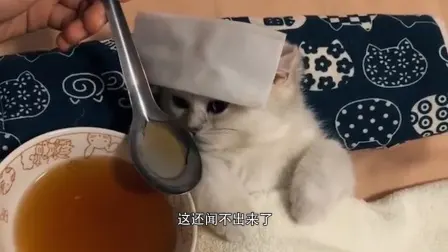 轻松一刻:＂杨过＂的人给没阳的留句经验,你最想说啥