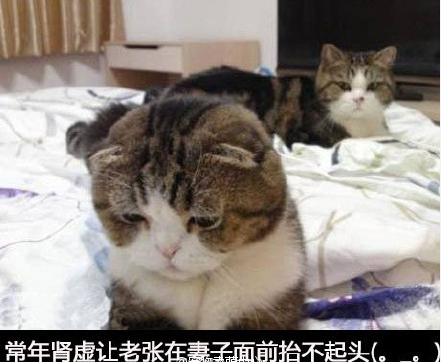 这可叫我如何是好呀！