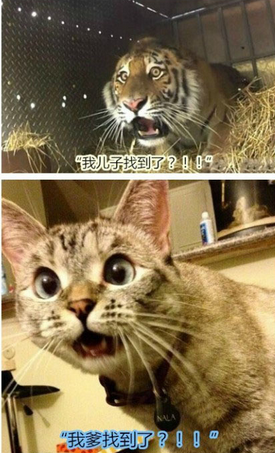 终于找到了爹地