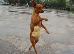 但是有贵妇范 但是有贵妇范