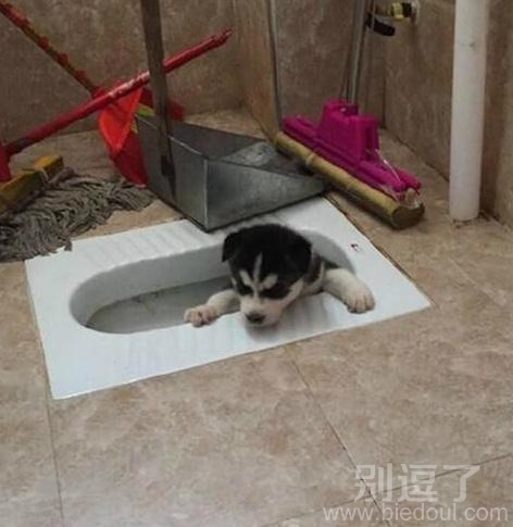 在厕所里的小奶狗。 在厕所里的小奶狗。
