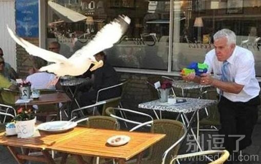 飞到餐馆的鸟儿。 飞到餐馆的鸟儿。