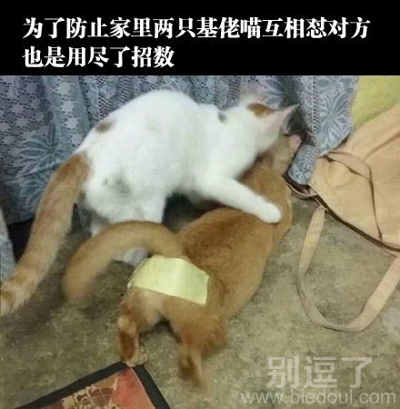 我家的两只小猫。。 我家的两只小猫。。