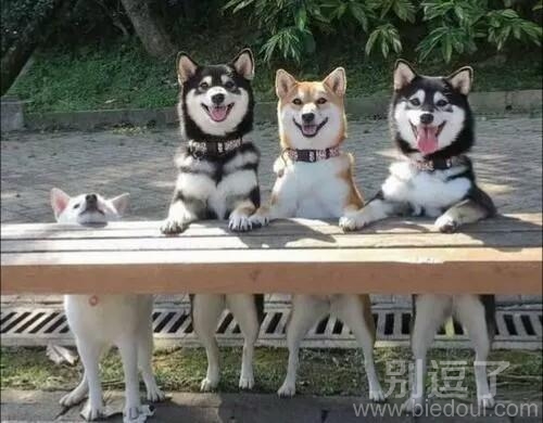小伙伴中总有一个智商不太高