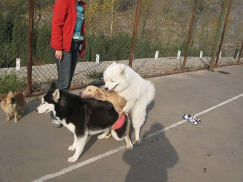 狗狗的成人图片,太黄了！