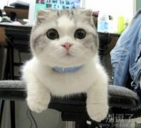 大眼睛 日本猫？