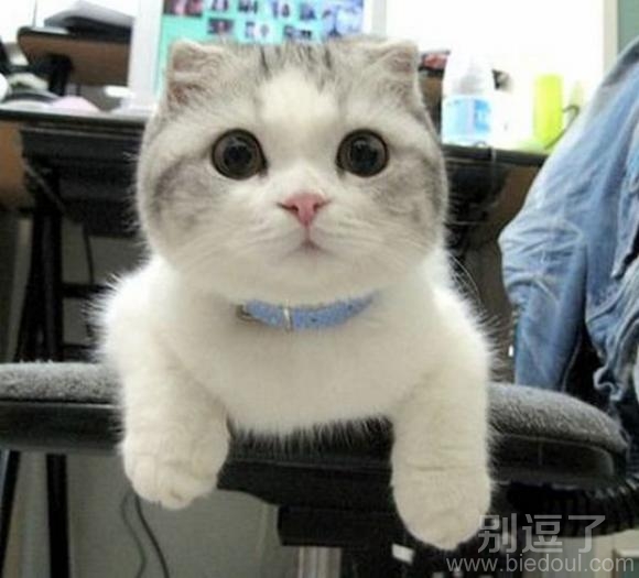 大眼睛 日本猫? 大眼睛 日本猫?