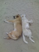 比翼双飞的动物情侣图片