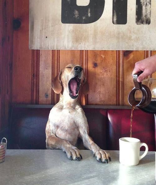 困了,给我上咖啡 困了,给我上咖啡